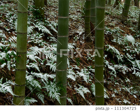 雪の朝 竹林風景 雪の朝 竹林風景 111304725