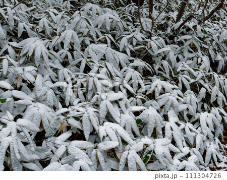 クマザサ群落に積もる雪のパターン 111304726