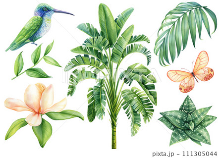 Watercolor tropical bird hummingbird, butterfly, Magnolia, anthurium Flower and palm leaf Illustration clipart isolated 111305044