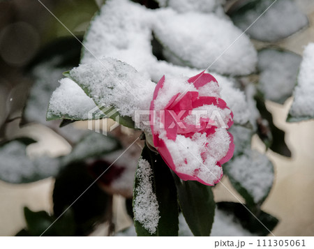 降雪の後 サザンカの赤い花 降雪の後 サザンカの赤い花 111305061