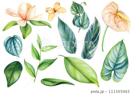 Watercolor tropical spring flora. Magnolia, anthurium Flower, green leaf Illustration clipart isolated white background. 111305083