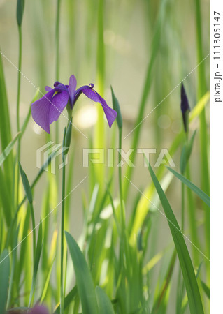 花菖蒲 花菖蒲 111305147