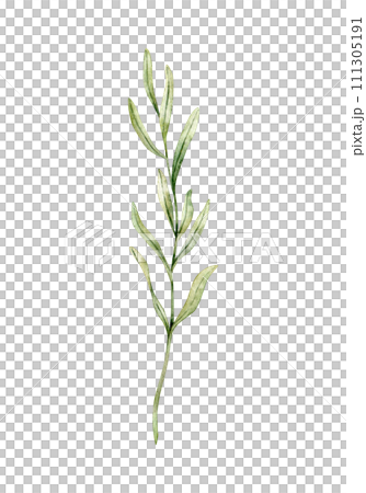 Lavender leaves, rosemary twig, juniper drawing. Hand drawn watercolor illustration. Design for wedding invitation, logo, cards, packaging and labeling. Botanical rustic trendy greenery art. 111305191