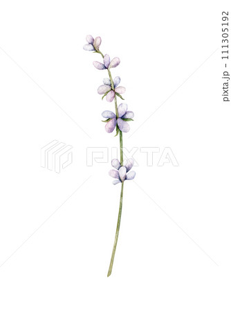 Watercolor Lavender flower. Hand drawn botanical illustration of lavender branch for wedding invitation, logo, cards, packaging and labeling. Watercolor Lavender flower. Hand drawn botanical illustration of lavender branch for wedding invitation, logo, cards, packaging and labeling. 111305192