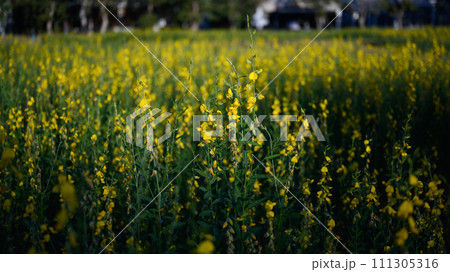Yellow flowers of Crotalaria juncea or sunn hemp blooming in fields for soil improvement Yellow flowers of Crotalaria juncea or sunn hemp blooming in fields for soil improvement 111305316