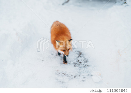 Cute fox on snow in winter season at Zao fox village, Miyagi prefecture, Japan. landmark and popular for tourists attraction near Sendai, Tohoku region, Japan. Travel and Vacation concept Cute fox on snow in winter season at Zao fox village, Miyagi prefecture, Japan. landmark and popular for tourists attraction near Sendai, Tohoku region, Japan. Travel and Vacation concept 111305843