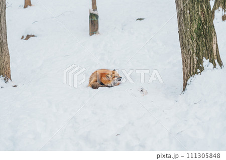 Cute fox on snow in winter season at Zao fox village, Miyagi prefecture, Japan. landmark and popular for tourists attraction near Sendai, Tohoku region, Japan. Travel and Vacation concept Cute fox on snow in winter season at Zao fox village, Miyagi prefecture, Japan. landmark and popular for tourists attraction near Sendai, Tohoku region, Japan. Travel and Vacation concept 111305848
