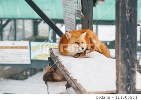 Cute fox on snow in winter season at Zao fox village, Miyagi prefecture, Japan. landmark and popular for tourists attraction near Sendai, Tohoku region, Japan. Travel and Vacation concept 111305851