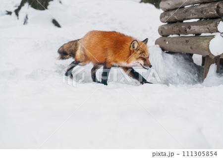 Cute fox on snow in winter season at Zao fox village, Miyagi prefecture, Japan. landmark and popular for tourists attraction near Sendai, Tohoku region, Japan. Travel and Vacation concept 111305854