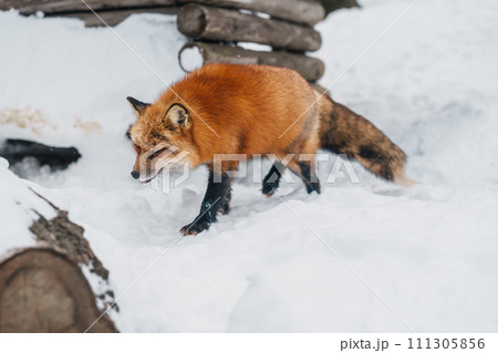 Cute fox on snow in winter season at Zao fox village, Miyagi prefecture, Japan. landmark and popular for tourists attraction near Sendai, Tohoku region, Japan. Travel and Vacation concept 111305856