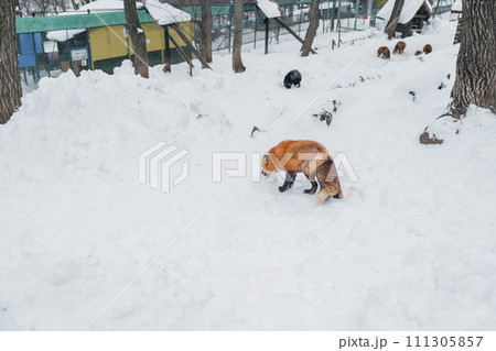 Cute fox on snow in winter season at Zao fox village, Miyagi prefecture, Japan. landmark and popular for tourists attraction near Sendai, Tohoku region, Japan. Travel and Vacation concept 111305857