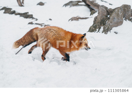 Cute fox on snow in winter season at Zao fox village, Miyagi prefecture, Japan. landmark and popular for tourists attraction near Sendai, Tohoku region, Japan. Travel and Vacation concept Cute fox on snow in winter season at Zao fox village, Miyagi prefecture, Japan. landmark and popular for tourists attraction near Sendai, Tohoku region, Japan. Travel and Vacation concept 111305864