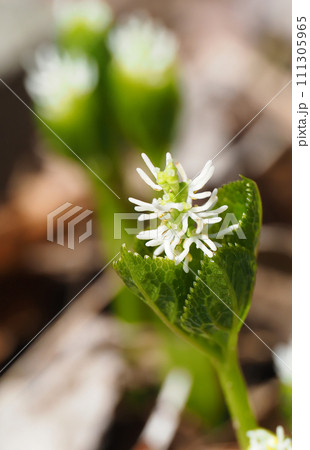 ヒトリシズカの花 ヒトリシズカの花 111305965