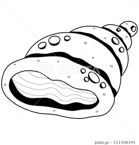 Shellfish illustration Hand drawn doodle Sketch line Shellfish illustration Hand drawn doodle Sketch line 111306345