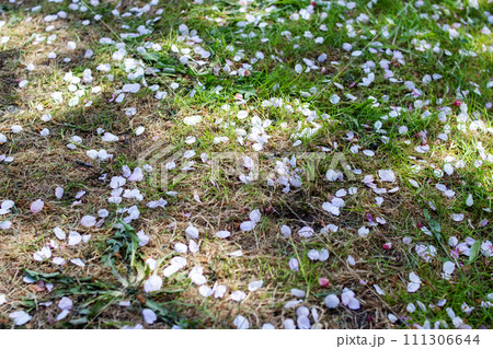 White sakura petals on green grass closeup 111306644