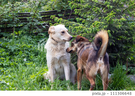 Big dogs meet in the garden closeup 111306648