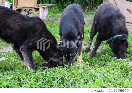 Big dogs meet in the garden closeup 111306649