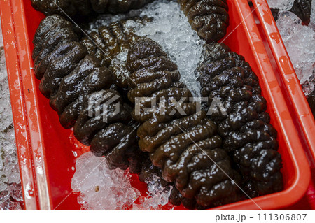 なまこ ナマコ 海鼠 111306807