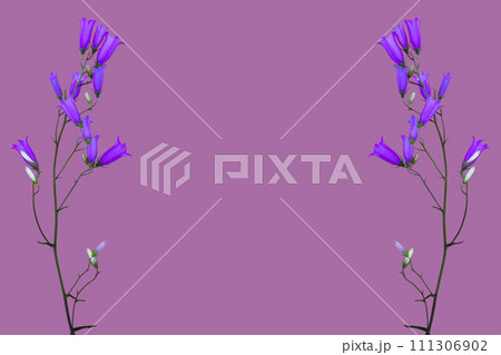 flowers bluebells 111306902