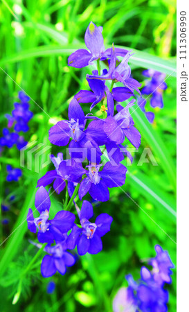 チドリソウの花のある風景 チドリソウの花のある風景 111306990