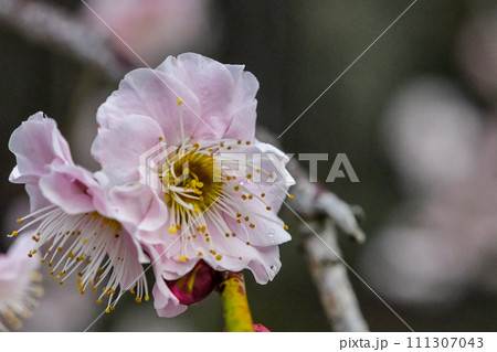 春の訪れを告げる梅の花 春の訪れを告げる梅の花 111307043
