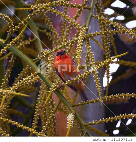 Reunion Island Bird Red Foodie Foudia madagascariensis on branches with palm flowers 111307118