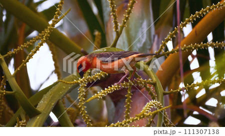 Reunion Island Bird Red Foodie Foudia madagascariensis on branches with palm flowers Reunion Island Bird Red Foodie Foudia madagascariensis on branches with palm flowers 111307138