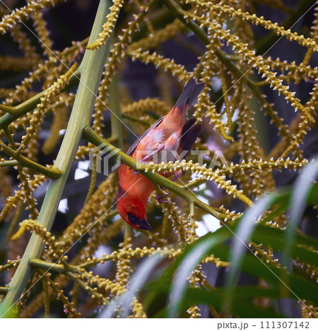 Reunion Island Bird Red Foodie Foudia madagascariensis on branches with palm flowers 111307142