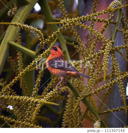 Reunion Island Bird Red Foodie Foudia madagascariensis on branches with palm flowers Reunion Island Bird Red Foodie Foudia madagascariensis on branches with palm flowers 111307148
