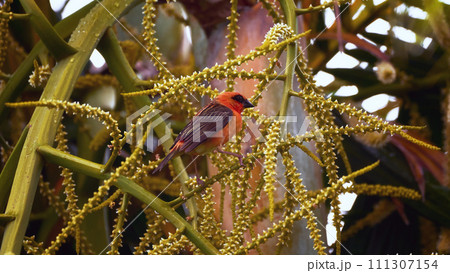 Reunion Island Bird Red Foodie Foudia madagascariensis on branches with palm flowers 111307154