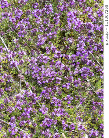 Pink Beauty flowering Heather, Erica , Calluna vulgaris Pink Beauty flowering Heather, Erica , Calluna vulgaris 111307268
