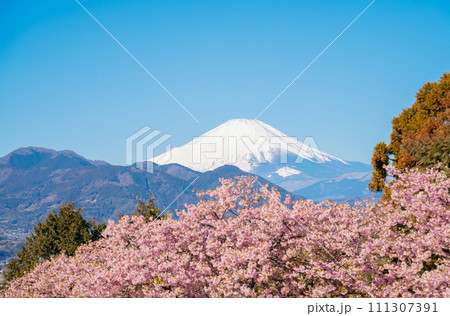 富士山と河津桜 111307391