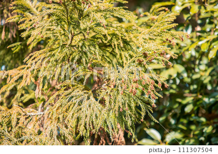 スギ花粉 到来 スギ花粉 到来 111307504