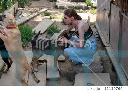 RIVNE, UKRAINE - AUGUST 11, 2022. Lonely dogs with volunteer. Animal shelter volunteer takes care of dogs. RIVNE, UKRAINE - AUGUST 11, 2022. Lonely dogs with volunteer. Animal shelter volunteer takes care of dogs. 111307604