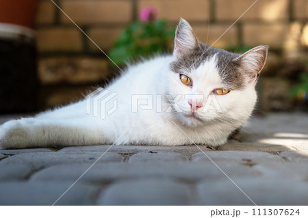 Cute white cat is resting in the yard. The white cat lies and basks in the sun. 111307624