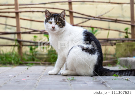 Cute cat is resting in the yard. The cat is resting on a track in the yard. Cute cat is resting in the yard. The cat is resting on a track in the yard. 111307625