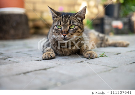 Cute cat is resting in the yard. Cat lies and basks in the sun. The cat is resting on a track in the yard. Cute cat is resting in the yard. Cat lies and basks in the sun. The cat is resting on a track in the yard. 111307641