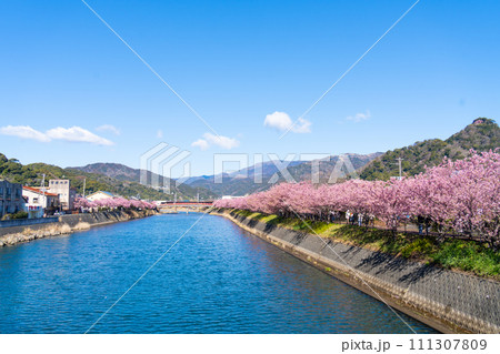 満開の河津桜 111307809