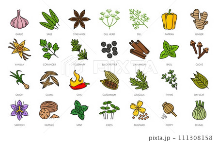 Spice, herbs and seasonings outline icons. Cardamom, arugula leaf, thyme, saffron and nutmeg, mint, cress, mustard and poppy seed kitchen seasonings, cooking ingredient color line pictograms or icons 111308158