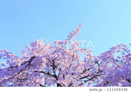 快晴の青空と美しい満開の枝垂桜 快晴の青空と美しい満開の枝垂桜 111308346