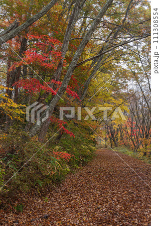 日本　宮城県大崎市鳴子温泉にある峡谷、鳴子峡の大深沢遊歩道の紅葉 111308554