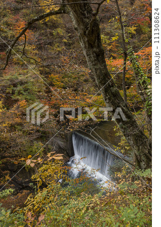 日本　宮城県大崎市鳴子温泉にある峡谷、鳴子峡の遊歩道から見える紅葉と大谷川 111308624
