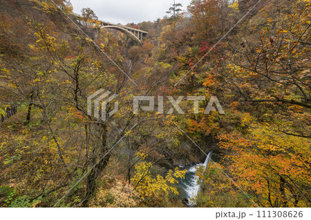 日本　宮城県大崎市鳴子温泉にある峡谷、鳴子峡の遊歩道から見える紅葉と大深沢橋 111308626
