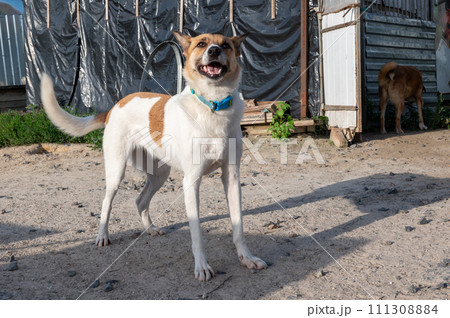 Dog in animal shelter waiting for adoption. Portrait of red homeless dog in animal shelter cage. Dog in animal shelter waiting for adoption. Portrait of red homeless dog in animal shelter cage. 111308884