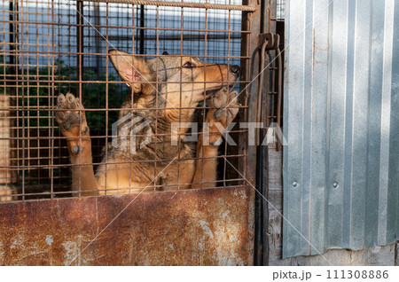 Dog in animal shelter waiting for adoption. Portrait of red homeless dog in animal shelter cage. Dog in animal shelter waiting for adoption. Portrait of red homeless dog in animal shelter cage. 111308886