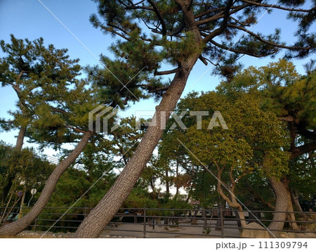 松の木と冬空 松林 芦屋川 松の木と冬空 松林 芦屋川 111309794