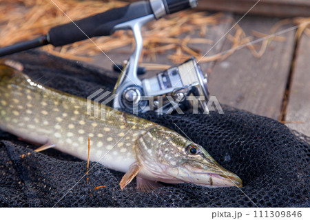 Freshwater pike and fishing equipment lies on landing net. Composition on wooden background with yellow leaves.. Freshwater pike and fishing equipment lies on landing net. Composition on wooden background with yellow leaves.. 111309846