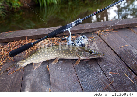 Freshwater pike and fishing equipment lies on wooden background with yellow leaves.. Freshwater pike and fishing equipment lies on wooden background with yellow leaves.. 111309847