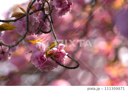 春の日差しを浴びて咲く八重桜 春の日差しを浴びて咲く八重桜 111309871