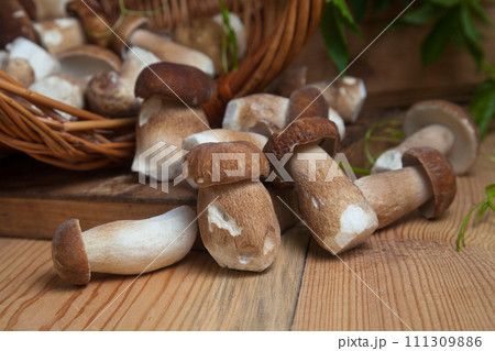 Selective focus on beautyfull porcini mushroom among the pile of wild porcini mushrooms on wooden background at autumn season.. Selective focus on beautyfull porcini mushroom among the pile of wild porcini mushrooms on wooden background at autumn season.. 111309886